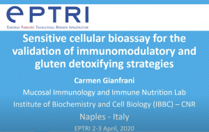 video Sensitive cellular bioassay for the validation of immunomodulatory and gluten detoxifying strategies