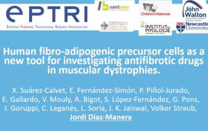video Human fibro-adipogenic precursor cells as a new tool for investigating antifibrotic drugs in muscular dystrophies