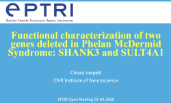 Functional characterization of two genes deleted in Phelan McDermid Syndrome: SHANK3 and SULT4A1